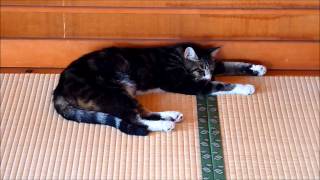 成福寺の眠り猫・象気功 / Sleeping cat temple of Japan