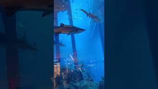 #dubai #dubaiaquarium #aquarium dubai mall