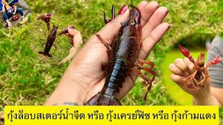 ตกกุ้งล็อบสเตอร์น้ำจืด หรือ กุ้งเครย์ฟิช หรือ กุ้งก้ามแดง🦞 ที่ฝรั่งเศส