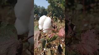 সাদা সোনা খ্যাত তুলা চাষে বিঘায় ফলন ১২ মণ। Success in cotton cultivation