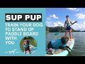 Train Your Dog to Stand Up Paddleboard With You: Large Breed Dogs