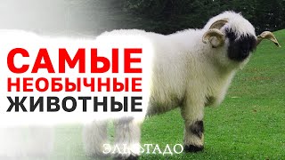 Вы должны это увидеть! Самые удивительные и необычные овцы! Валлийские овцы и бараны! Овцеводство