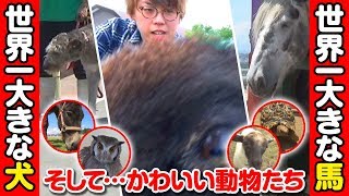 J-TUBE～夏休みにオススメ！大阪 ワールド牧場で世界一大きなどうぶつたちと触れ合ってきました！～《ジロウ》[ジャンバリ.TV NEXT]