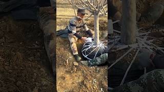 Transplanting a tree with its previous strapping for comfortable transportation