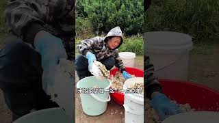 基地救助超过600只流浪动物，目前基地还有二百多只流浪猫狗，粮食成了最大问题希望好心人帮助狗狗们。