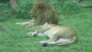 公獅與母獅__2015.12.19.台北動物園