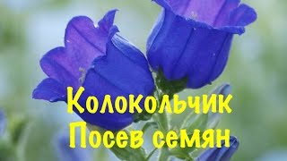 КОЛОКОЛЬЧИК. ПОСЕВ СЕМЯН КОЛОКОЛЬЧИКА НА РАССАДУ.