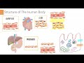 36の①【人体の構造と機能及び疾病の成り立ち_人体の構造】structure of the human body