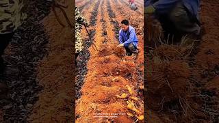 Sweet potato harvest in the countryside