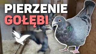 Moulting pigeons - how to start the 2025 racing season