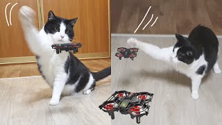 Survival Skills. Cat VS Drone