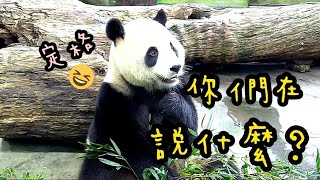 圓寶吃竹葉定格仔細聽，專注模樣好可愛|熊貓貓熊The Giant Panda Yuan Yuan and Yuan Bao|台北市立動物園