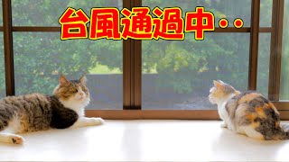 台風が近くを通過中！猫達は激しく揺れる庭木を眺めながら大人しく過ごしています