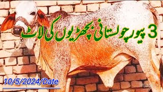 3 پیور چولستانی بچھڑیوں کی لاٹ انمول تحفے دوستوں کے لیے #bachriy #animal ##