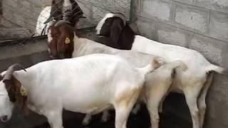 Signs of Does (female goats) in Estrus