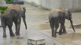 アフリカゾウの「砥夢」くん＠とべ動物園