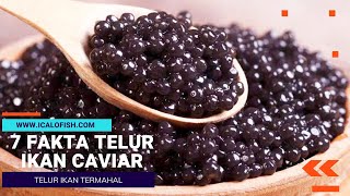 Jangan Dimakan Pake Sendok Logam Ini 7 Fakta Menarik Telur Ikan Caviar