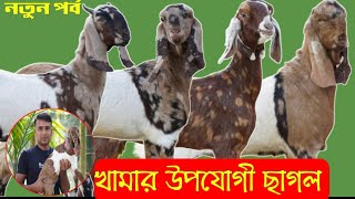 ✅✅শাহাদত ভাই এর ছাগলের খামার নাটোর জেলা | বিটল তোতাপুরি হরিয়ানা শিরহি বারবারি ছাগলের দাম জানুন |✅✅