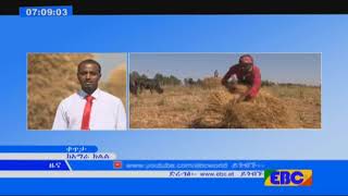 #EBC በአማራ ክልል የደረሱ ሰብሎች ሳይበላሹ እየተሰበሰበ ነው