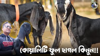 ✅👉তোতাপুরী হরিয়ানা বিটল ছাগল কিনুন প্রান্তিক খামারি পিয়াস ভাইয়ের ফার্ম থেকে ঈশ্বরদী I