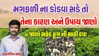 મગફળીના ડોડવા સડવા ની સમસ્યા, મગફળી માં ફૂગ ના પ્રશ્નો @MANISHBALDANIYA