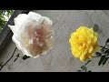 আমার বাগানের গোলাপ 🌹 Beautiful roses 🌹 My garden & animals