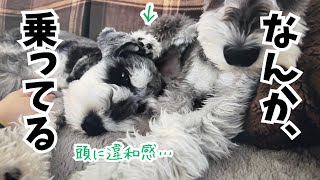 【愛犬の日常】くつろいでたら頭になんか乗ってる気がした後輩w w