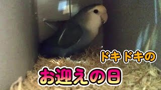 【人馴れしてないコザクラインコのお迎え】ドキドキだったクウのお迎えの日。I remember the day I got my lovebird.