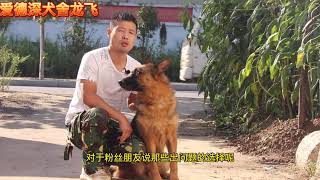 德国牧羊犬养幼犬好？还是养成年犬好？听听龙飞的分析