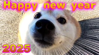 【謹賀新年】柴犬エガちゃんです！