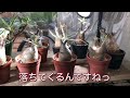 【初心者】パキポディウムグラキリスを購入する時のポイントや管理など【塊根植物】