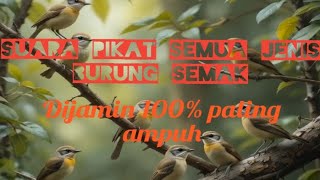 suara pikat semua jenis burung semak dijamin paling ampuh