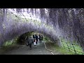 kitakyusyu kawachi fuji japan beautiful rattan flowers