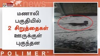 ஊருக்குள் புகுந்து 2 சிறுத்தைகள் தாக்கியதில் இருவர் படுகாயம் | Leopard Attack