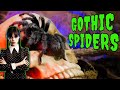 Top 5 BLACK Tarantulas - GOTH SPIDERS!