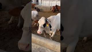 #cow #mashallah #youtubeshorts #mashallh