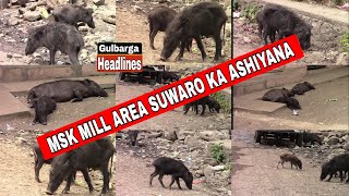 MSK MILL AREA SUWARO (PIGS) KA ASHIYANA