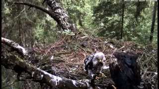 Tuuli is feeding Stephi ~ LSE nest in Estonia, July 11, 2012