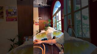 啵啵歌舞秀 Parrot singing and dancing happily #雨傘巴丹 #鸚鵡日常 #funnyparrot #parrotdancing #cacatuaalba