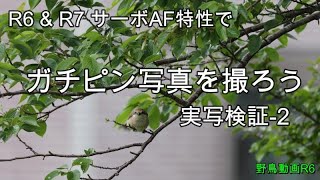 【野鳥撮影カメラ設定022】サーボAF特性のベスト設定は？実写テストです。