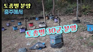 *((판매종료))토종벌 충주에서 30군 분양합니다