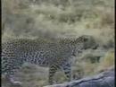 male u0026 female leopards at djuma game reserve