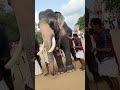 860 parimanam vishnu elephant പരിമണം വിഷ്ണു ആന