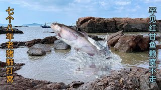 【海島輝少】七個老豬肺打窩，引來罕見紅甘魚聚窩繁衍，魚獲抓到嗨