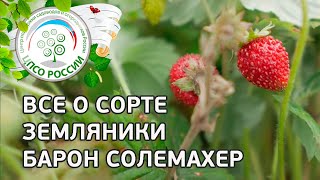 Сорт земляники Барон Солемахер. 🍓 Описание сорта земляники Барон Солемахер.