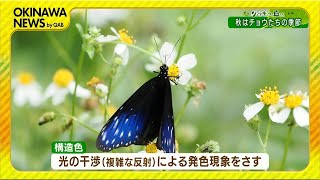 リュウキュウの自然「チョウの発生ピークは秋へ」