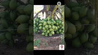 HYBRID coconut plant in low price