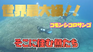 世界最大級のコモンシコロサンゴ！