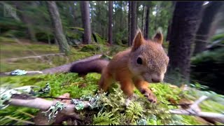 🇫🇮 Pieni orava/ Little Squirrel (Uptempo folk song) 🐿️ Den Lilla Ekorren 🌿