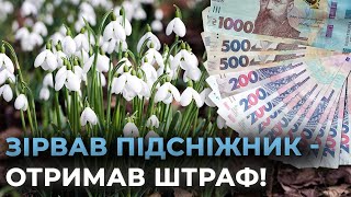 ШТРАФИ ДО 3300 ГРН ЗА ПІДСНІЖНИКИ: на Вінниччині борються з незаконною торгівлею первоцвітами